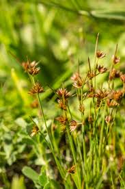 Attēlu rezultāti vaicājumam “Juncus capitatus”