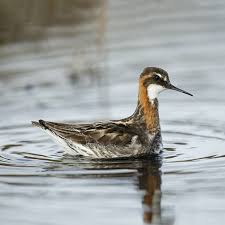 Attēlu rezultāti vaicājumam “Phalaropus lobatus”