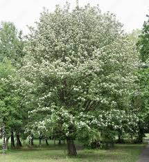 Attēlu rezultāti vaicājumam “Sorbus intermedia”