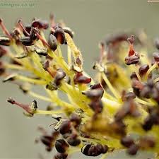 Attēlu rezultāti vaicājumam “Fraxinus excelsior fruit”