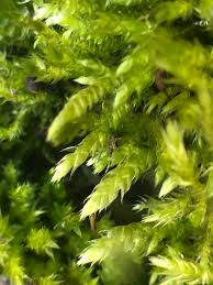 Attēlu rezultāti vaicājumam “Brachythecium rutabulum”