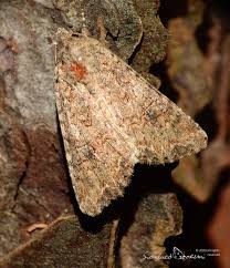 Attēlu rezultāti vaicājumam “Hadula trifolii larva”