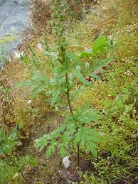 Attēlu rezultāti vaicājumam “Ambrosia artemisiifolia”