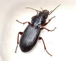 Attēlu rezultāti vaicājumam “Pterostichus melanarius”