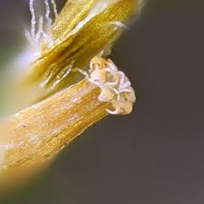 Attēlu rezultāti vaicājumam “Orthotrichum speciosum”
