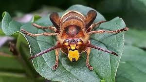 Attēlu rezultāti vaicājumam “Vespa crabro”