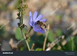 Attēlu rezultāti vaicājumam “Hemipenthes morio”