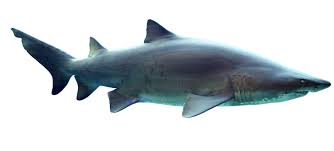 Image result for Carcharias taurus