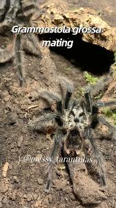 Znalezione obrazy dla zapytania Grammostola grossa