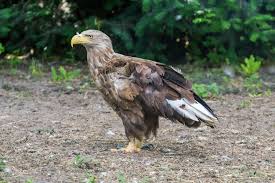 Image result for Haliaeetus albicilla