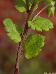 Attēlu rezultāti vaicājumam “Veronica persica leaf”