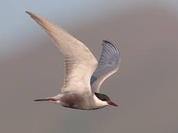 Attēlu rezultāti vaicājumam “Chlidonias hybrida adult”