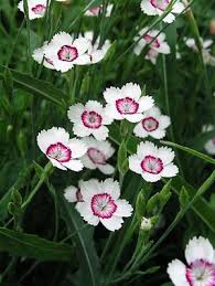 Attēlu rezultāti vaicājumam “Dianthus deltoides flower”