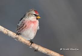 Attēlu rezultāti vaicājumam “Carduelis flammea female”