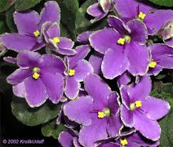 Image result for Saintpaulia ionantha Culitvar