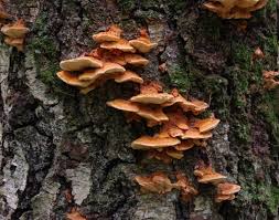 Attēlu rezultāti vaicājumam “Junghuhnia collabens”