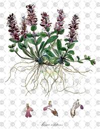 Attēlu rezultāti vaicājumam “Ajuga pyramidalis leaf”