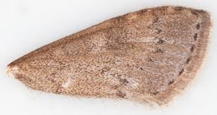 Attēlu rezultāti vaicājumam “Udea prunalis”