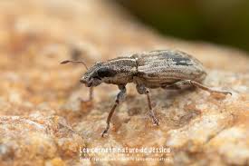 Attēlu rezultāti vaicājumam “Sitona sp.”