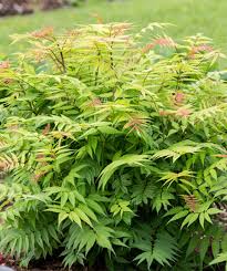 Attēlu rezultāti vaicājumam “Sorbaria sorbifolia”