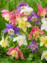 Image result for Aquilegia