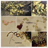 Attēlu rezultāti vaicājumam “Perichaena depressa spores”