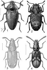 Attēlu rezultāti vaicājumam “Silpha sp.”