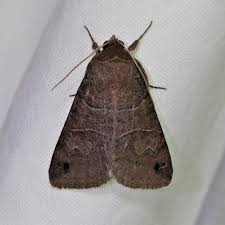 Attēlu rezultāti vaicājumam “Badhamiopsis praetermissa”