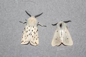 Attēlu rezultāti vaicājumam “Udea lutealis”