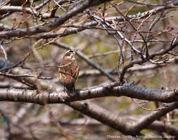 Image result for Turdus naumanni