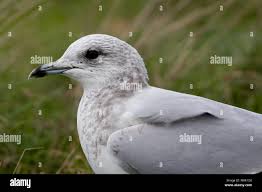 Attēlu rezultāti vaicājumam “Larus canus adult”
