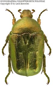 Attēlu rezultāti vaicājumam “Potosia cuprea”