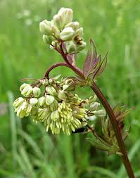 Attēlu rezultāti vaicājumam “Oenothera rubricauli flower”