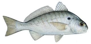 Image result for Acroteriobatus annulatus