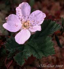 Attēlu rezultāti vaicājumam “Rubus chamaemorus”