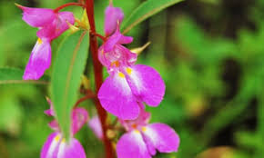 Image result for Impatiens balsamina