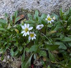 Attēlu rezultāti vaicājumam “Erophila verna”