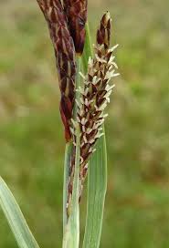 Attēlu rezultāti vaicājumam “Carex dioica male flower”