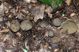 Attēlu rezultāti vaicājumam “Helvella macropus”