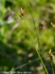 Attēlu rezultāti vaicājumam “Carex chordorrhiza leaf”