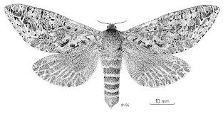 Attēlu rezultāti vaicājumam “Hepialidae”