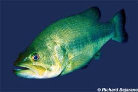 Image result for Micropterus salmoides