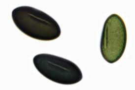 Attēlu rezultāti vaicājumam “Poronia punctata”