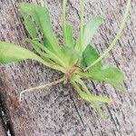 Attēlu rezultāti vaicājumam “Erophila verna fruit”