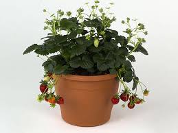 Attēlu rezultāti vaicājumam “Fragaria x ananassa flower”