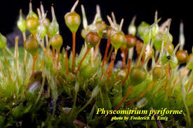 Attēlu rezultāti vaicājumam “Physarum confertum macro”