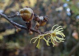 Attēlu rezultāti vaicājumam “Hamamelis japonica bud”