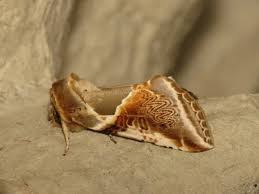 Attēlu rezultāti vaicājumam “Habrosyne pyritoides”