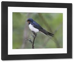 Attēlu rezultāti vaicājumam “Hirundo rustica adult”