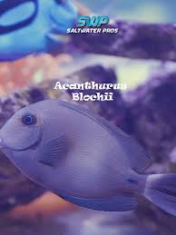 Image result for Acanthurus blochii